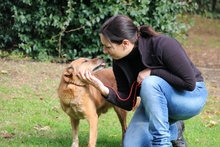KIPLING, Hund, Mischlingshund in Italien - Bild 2