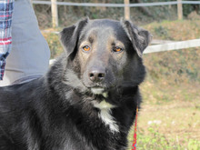 PLAT, Hund, Mischlingshund in Spanien - Bild 5