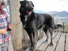 PLAT, Hund, Mischlingshund in Spanien - Bild 6
