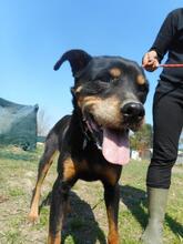 FENDI, Hund, Rottweiler in Arnsberg - Bild 1