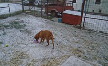 GRAZIA, Hund, Mischlingshund in Ungarn - Bild 1