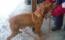 GRAZIA, Hund, Mischlingshund in Ungarn - Bild 2