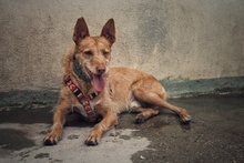 LINO, Hund, Podenco-Mix in Spanien - Bild 1