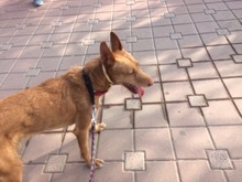 LINO, Hund, Podenco-Mix in Spanien - Bild 21
