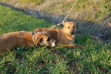 ALBA, Hund, Mischlingshund in Spanien - Bild 2