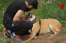 ALBA, Hund, Mischlingshund in Spanien - Bild 7