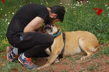 ALBA, Hund, Mischlingshund in Spanien - Bild 8