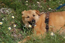 ALBA, Hund, Mischlingshund in Spanien - Bild 9