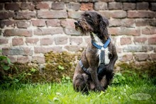 SAM, Hund, Mischlingshund in Bedburg-Hau - Bild 3