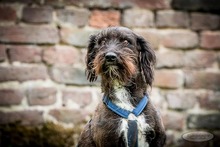 SAM, Hund, Mischlingshund in Bedburg-Hau - Bild 4