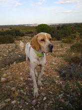 HUESOS, Hund, Pointer in Solms - Bild 12
