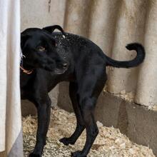 BORA, Hund, Mischlingshund in Ungarn - Bild 2