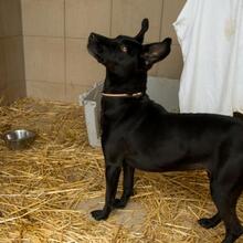 BORA, Hund, Mischlingshund in Ungarn - Bild 3