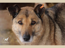 ELINA, Hund, Mischlingshund in Rumänien - Bild 1