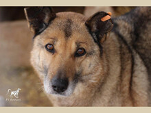 ELINA, Hund, Mischlingshund in Rumänien - Bild 2