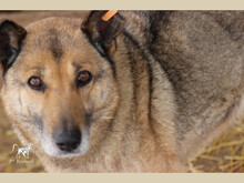 ELINA, Hund, Mischlingshund in Rumänien - Bild 3