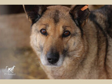 ELINA, Hund, Mischlingshund in Rumänien - Bild 4