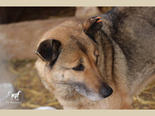 ELINA, Hund, Mischlingshund in Rumänien - Bild 5