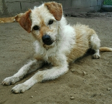 TITO, Hund, Mischlingshund in Portugal - Bild 1