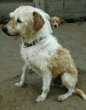 TITO, Hund, Mischlingshund in Portugal - Bild 2