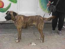 FINI, Hund, Mischlingshund in Bulgarien - Bild 2