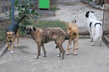 FINI, Hund, Mischlingshund in Bulgarien - Bild 4