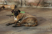 FINI, Hund, Mischlingshund in Bulgarien - Bild 5