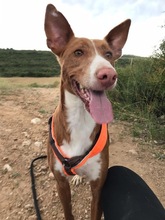 EDEL, Hund, Podenco in Spanien - Bild 1