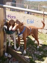 EDEL, Hund, Podenco in Spanien - Bild 20