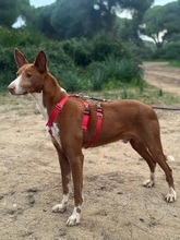 EDEL, Hund, Podenco in Spanien - Bild 5
