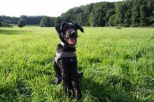 BINEREKETTYE, Hund, Mischlingshund in Fulda - Bild 2