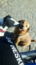 FRIDOLIN, Hund, Mischlingshund in Ebsdorfergrund - Bild 17