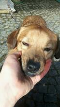 FRIDOLIN, Hund, Mischlingshund in Ebsdorfergrund - Bild 33