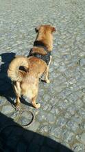 FRIDOLIN, Hund, Mischlingshund in Ebsdorfergrund - Bild 36
