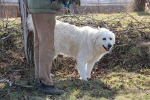 CSÖPI, Hund, Kuvasz in Ungarn - Bild 2