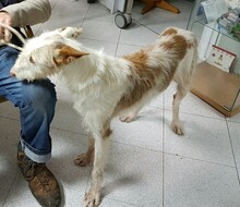 DULA, Hund, Podenco Ibicenco in Spanien - Bild 1