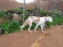 DULA, Hund, Podenco Ibicenco in Spanien - Bild 12