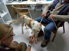 DULA, Hund, Podenco Ibicenco in Spanien - Bild 16