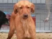CHULA, Hund, Podenco in Spanien - Bild 2