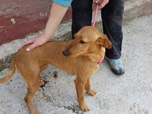 CHULA, Hund, Podenco in Spanien - Bild 4