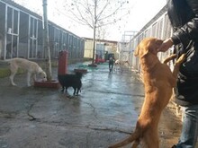 CHULA, Hund, Podenco in Spanien - Bild 7