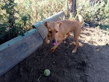 CHULA, Hund, Podenco in Spanien - Bild 8