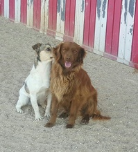 FRÄULEIN KISS, Hund, Bretonischer Spaniel-Mix in Spanien - Bild 6
