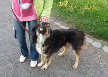 RAMA, Hund, Mischlingshund in Rumänien - Bild 5