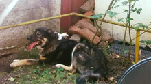 RAMA, Hund, Mischlingshund in Rumänien - Bild 6
