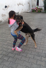 RAMA, Hund, Mischlingshund in Rumänien - Bild 7