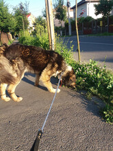 RAMA, Hund, Mischlingshund in Rumänien - Bild 8