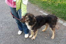 RAMA, Hund, Mischlingshund in Rumänien - Bild 9