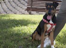 VICTORIA, Hund, Mischlingshund in Spanien - Bild 2
