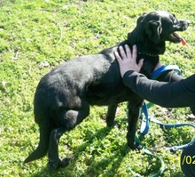 NINA, Hund, Mischlingshund in Tutzing - Bild 2
